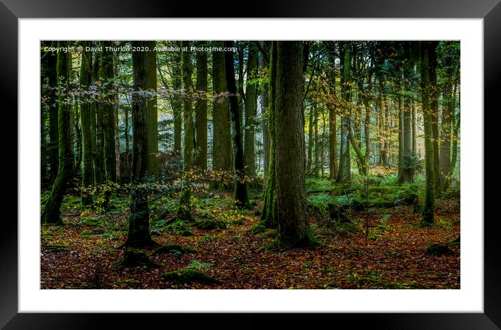 Beddgelert Forest Framed Mounted Print by David Thurlow