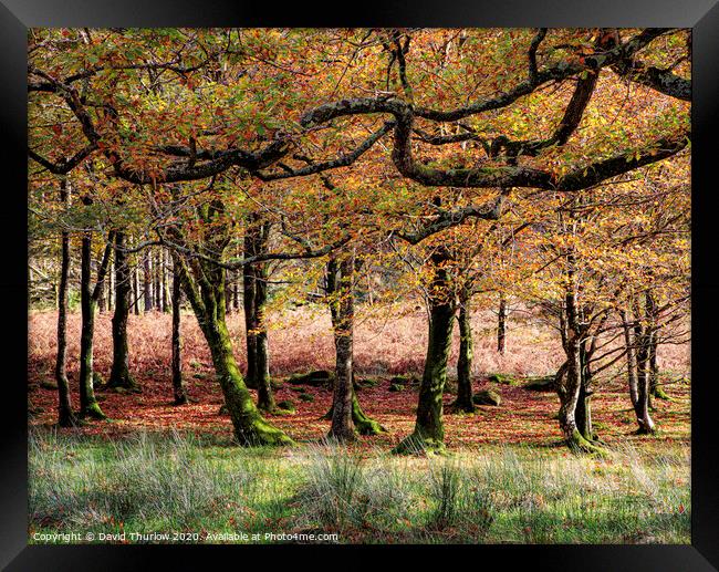 Autumn Wood Framed Print by David Thurlow