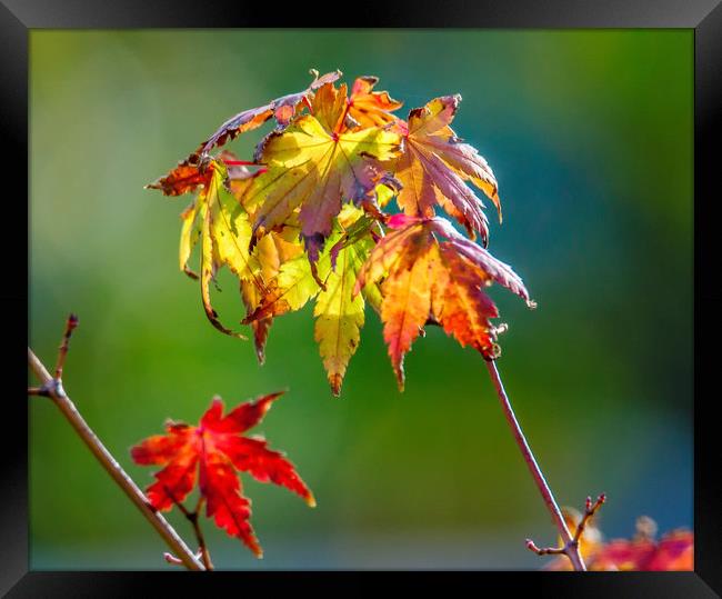 Autumn Maple Leaves Framed Print by Gary chadbond
