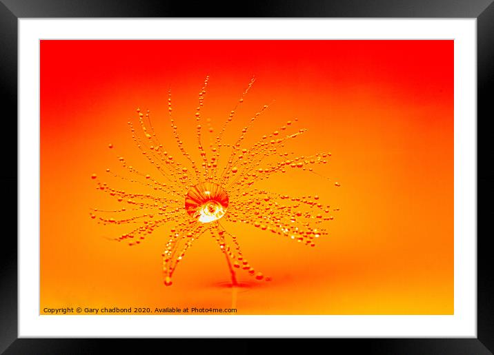Orange Burst Framed Mounted Print by Gary chadbond