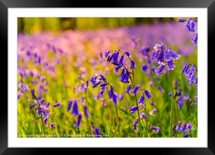 Bluebells near Abbeystead 2 Framed Mounted Print by Jon Sparks