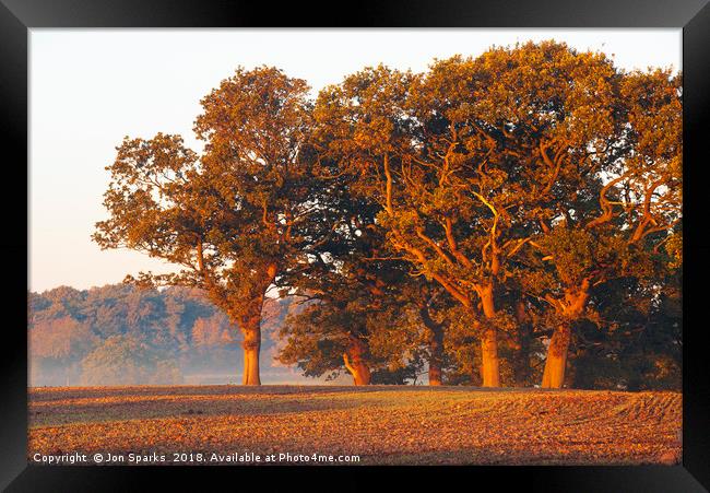 Morning light on oak trees Framed Print by Jon Sparks