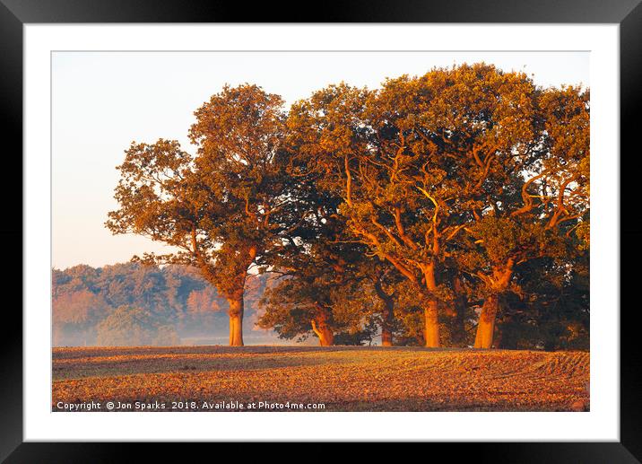 Morning light on oak trees Framed Mounted Print by Jon Sparks