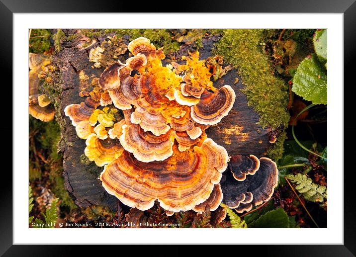 Fungi on tree-stump Framed Mounted Print by Jon Sparks
