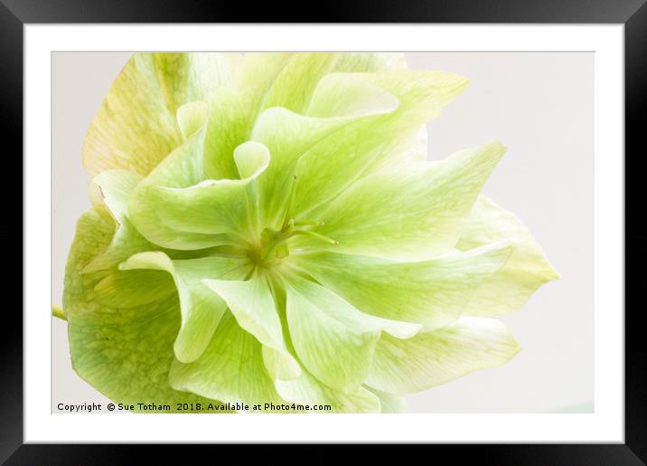 Green Hellebore  Framed Mounted Print by Sue Totham