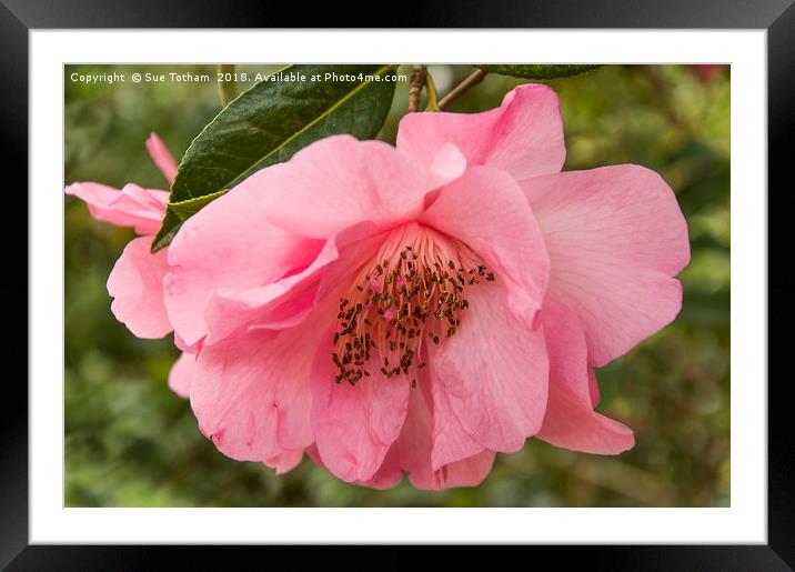 Full Blown Camellia Framed Mounted Print by Sue Totham