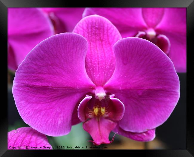Purple Orchid Framed Print by Jannette Gregory