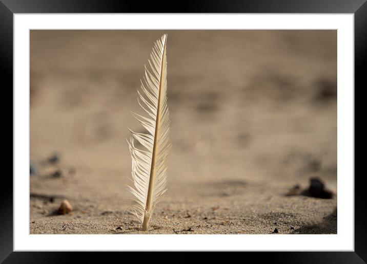 Feather in the sand Framed Mounted Print by Anthony Hart