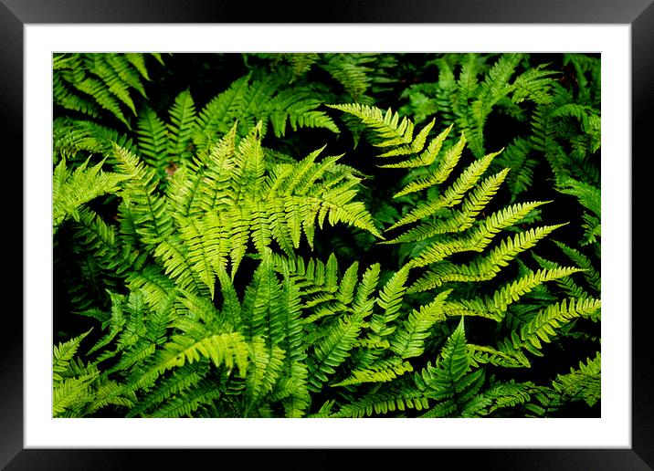 Fern leaves Framed Mounted Print by Anthony Hart