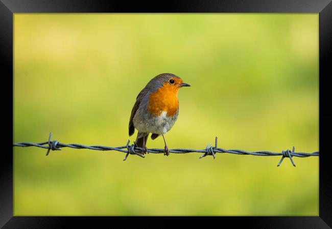 A robin perched on barbed wire Framed Print by Anthony Hart