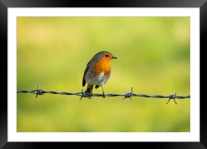 A robin perched on barbed wire Framed Mounted Print by Anthony Hart
