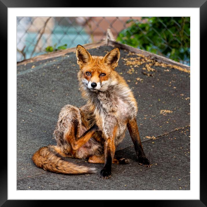 The Urban Fox Framed Mounted Print by Anthony Hart