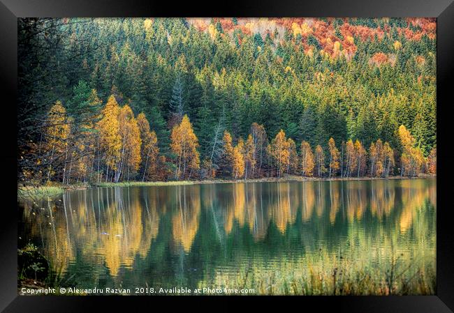 Autumn reflection Framed Print by Alexandru Razvan