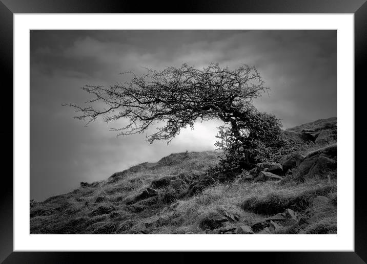 Monochrome Windswept Tree                          Framed Mounted Print by jason jones
