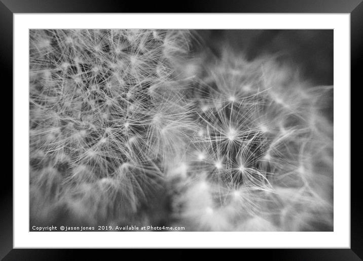 Dandelion Seeds                                Framed Mounted Print by jason jones