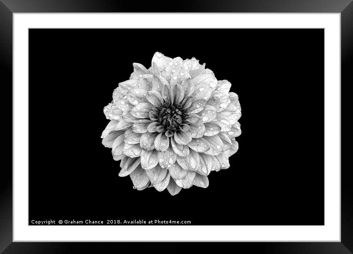 Dahlia Framed Mounted Print by Graham Chance
