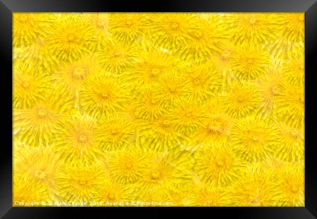 Dandelion yellow Framed Print by Graham Chance