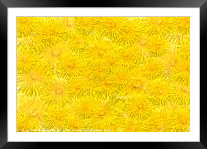 Dandelion yellow Framed Mounted Print by Graham Chance