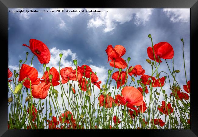 Poppies Framed Print by Graham Chance