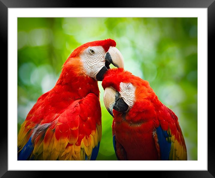 Scarlet Macaws  Framed Mounted Print by Chuck Underwood