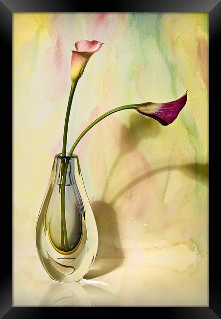 Floral Harmony  Framed Print by Chuck Underwood