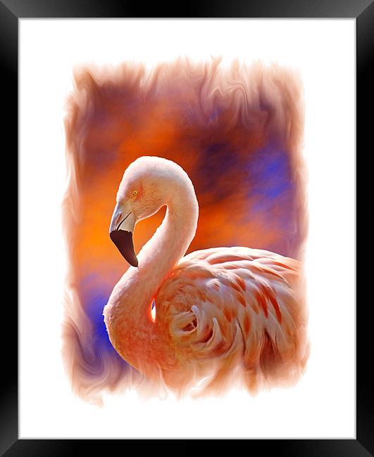 Chilean Flamingo  Framed Print by Chuck Underwood