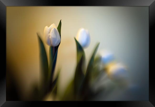Still Life - Tulips Framed Print by Chuck Underwood