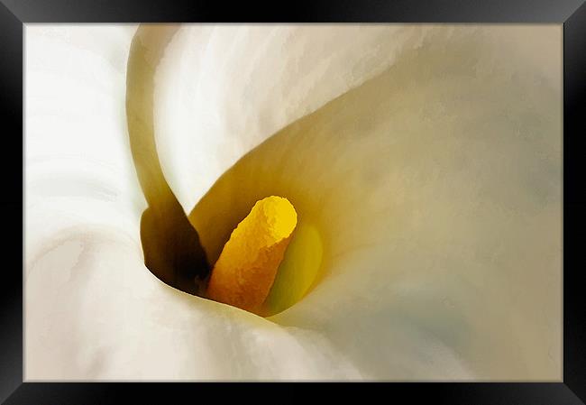 Calla Lily - Artbrush Framed Print by Chuck Underwood