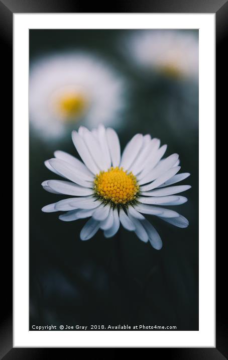 Daisy In The Grass Framed Mounted Print by Joe Gray
