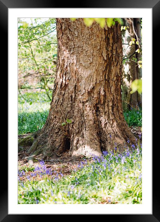 Textured tree in a bluebell wood Framed Mounted Print by Ben Delves