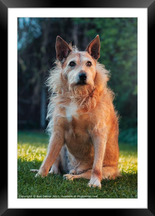 Max portrait in the garden Framed Mounted Print by Ben Delves