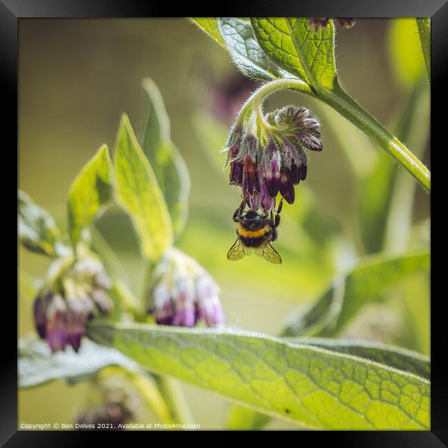 The Upside-Down Bumblebee Feeding Frenzy Framed Print by Ben Delves