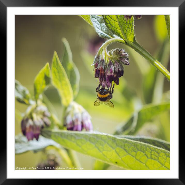 The Upside-Down Bumblebee Feeding Frenzy Framed Mounted Print by Ben Delves