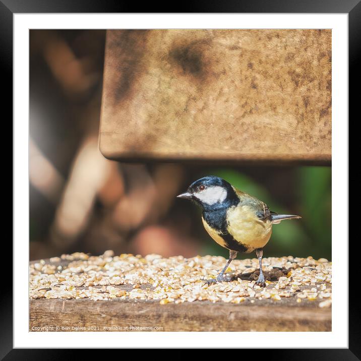 The Colourful Great Tit's Seed Banquet Framed Mounted Print by Ben Delves