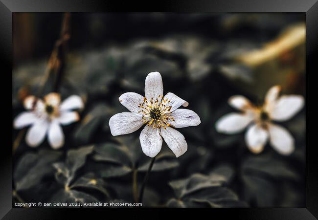 White Wildflowers Framed Print by Ben Delves