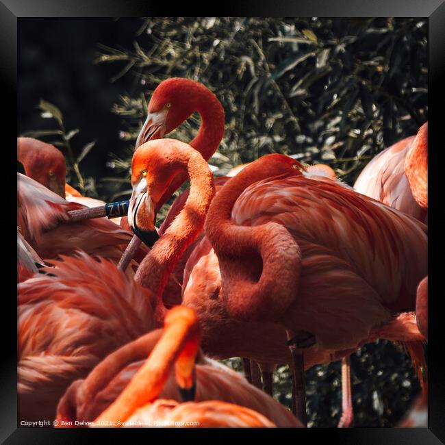 Basking Flamingo's Framed Print by Ben Delves