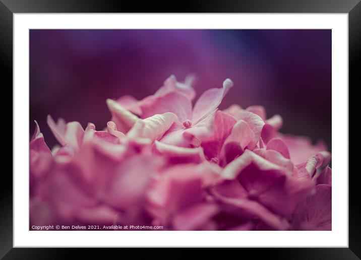 The Symbolism of Pink Hydrangeas Framed Mounted Print by Ben Delves