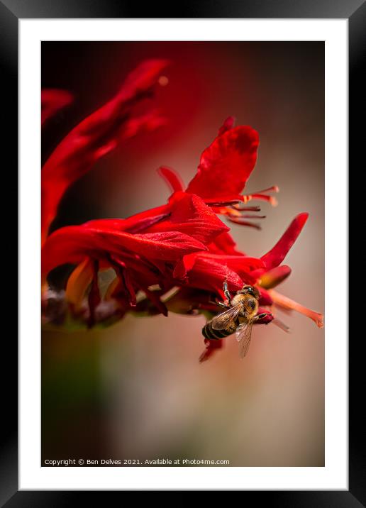 Nature's Pollinator Framed Mounted Print by Ben Delves