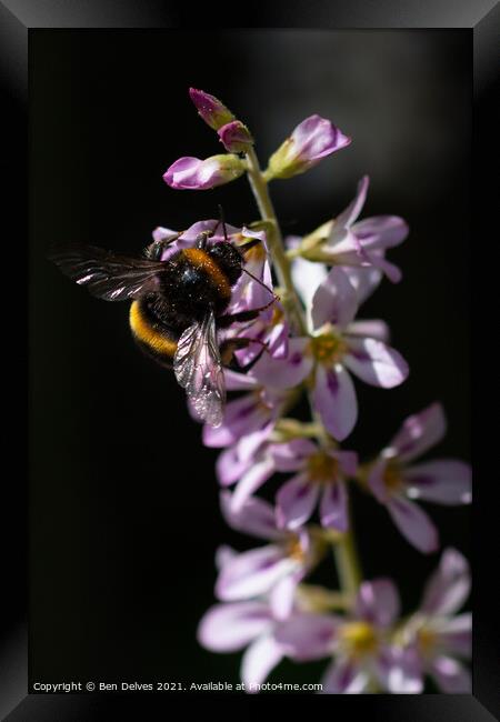 Bumblebee pollinating Framed Print by Ben Delves