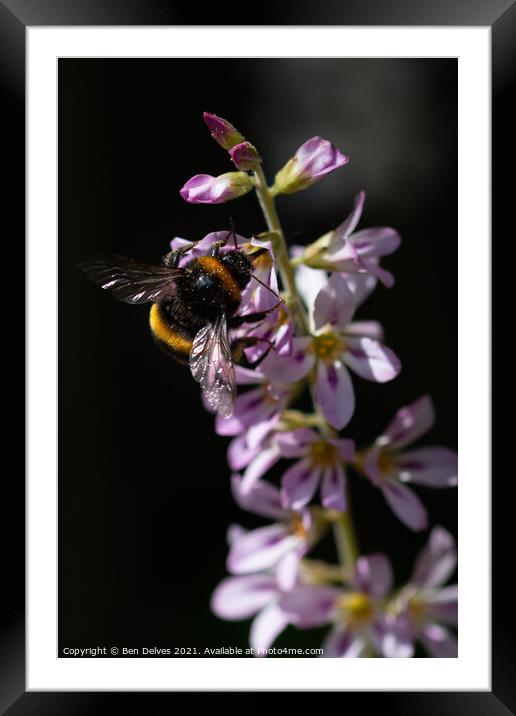Bumblebee pollinating Framed Mounted Print by Ben Delves