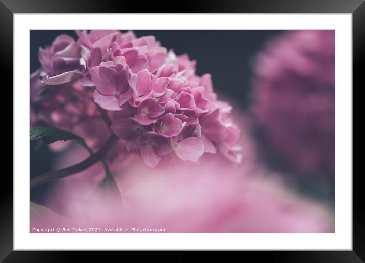 The Enchanting Hydrangea Framed Mounted Print by Ben Delves
