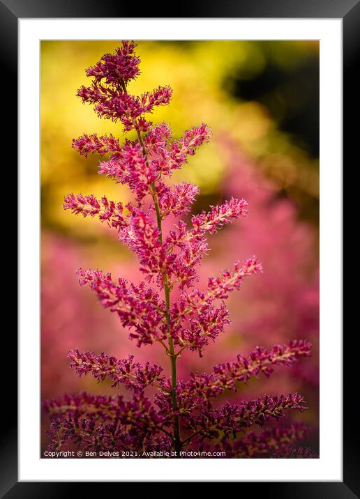 Bright pink flowers in the woodland Framed Mounted Print by Ben Delves