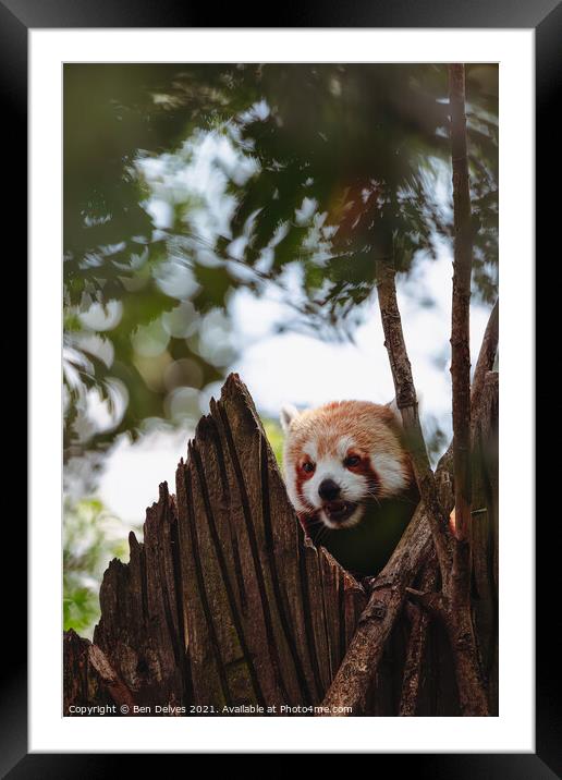 Red panda keeping watch in the tower Framed Mounted Print by Ben Delves