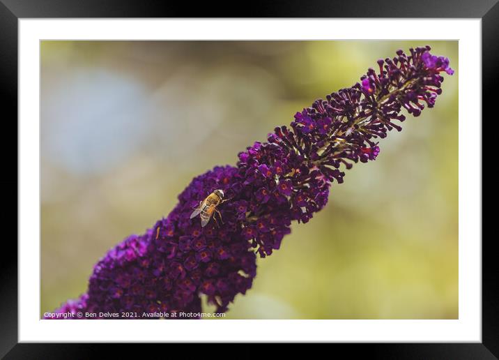 Honeybee on the lavender Framed Mounted Print by Ben Delves