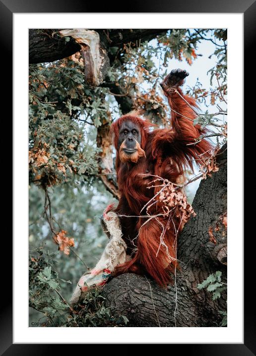 A Beautiful Orangutan Mum and Baby Framed Mounted Print by Ben Delves