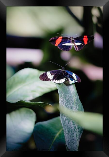 The Defending Beauty Framed Print by Ben Delves