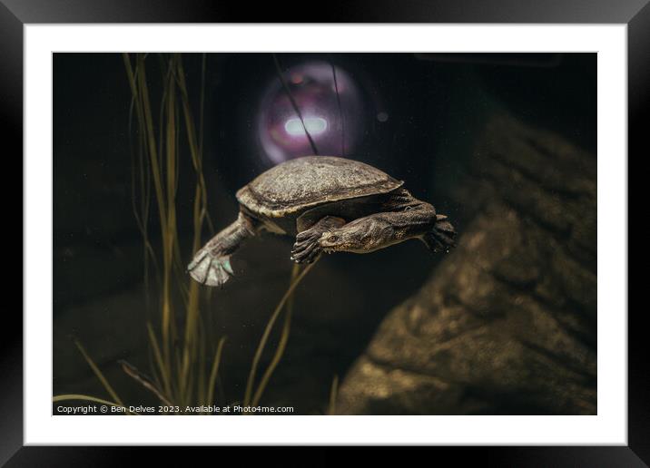 Graceful Turtle in its Underwater Realm Framed Mounted Print by Ben Delves