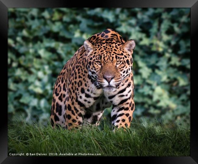Majestic Jaguar Framed Print by Ben Delves