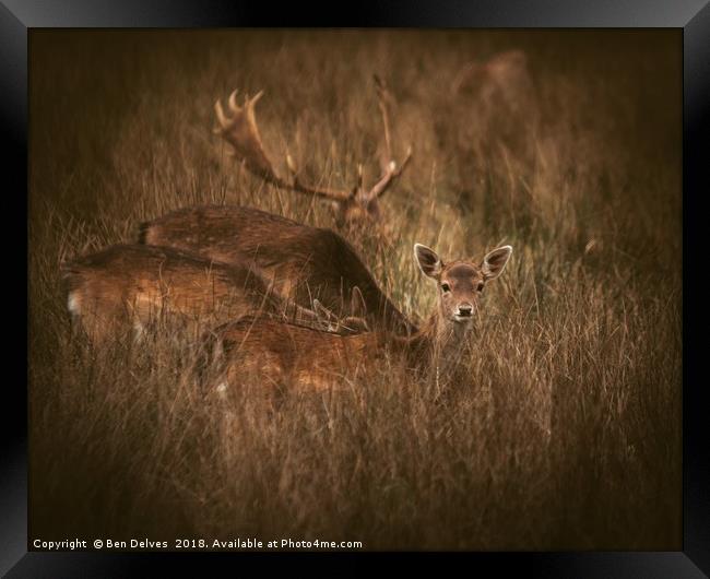 A little deer eye contact Framed Print by Ben Delves