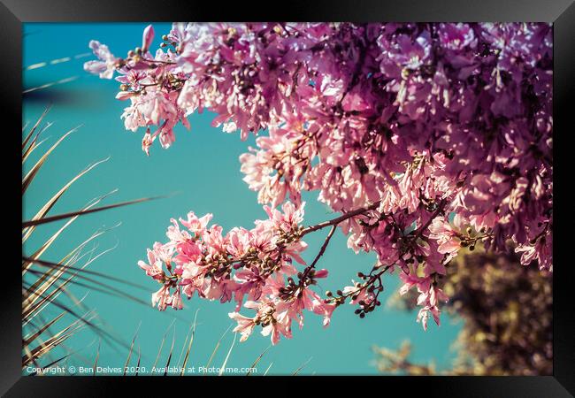 Serene Beauty of Cherry Blossom Framed Print by Ben Delves